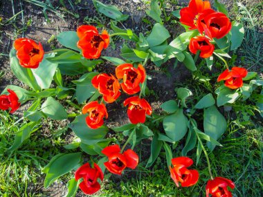 Baharın başında bahçede. Bahçe konsepti