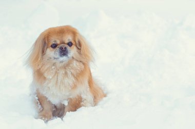 Tatlı Pekin köpeği dışarıda.