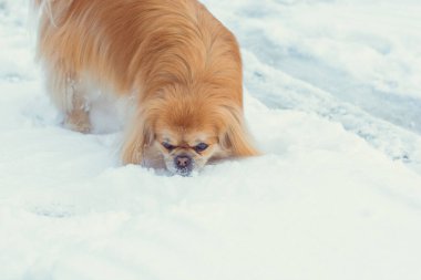 Tatlı Pekin köpeği dışarıda.