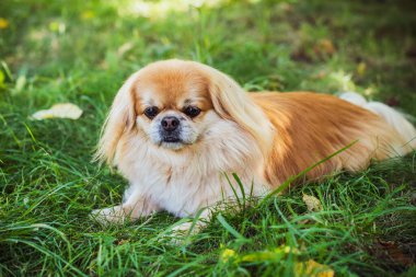 Tatlı Pekin köpeği dışarıda.