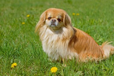 Şirin ve güzel altın pekin köpeği. 