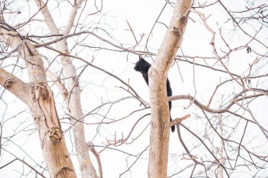 Güzel siyah kedi dışarıda oynuyor.