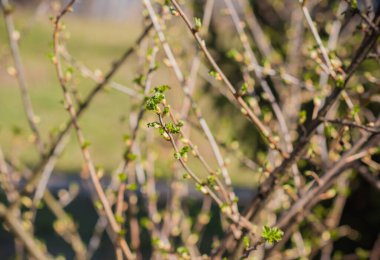 Bahar ağacının dalları yakın çekim görüntüsü