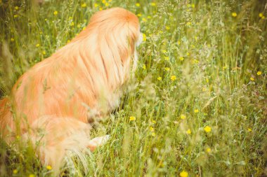 Şirin ve güzel altın pekin köpeği. 