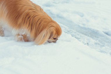 Tatlı Pekin köpeği dışarıda.