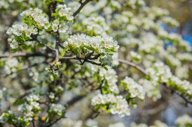 Bahar kiraz ağacı çiçekleri yakın plan görüntüsü