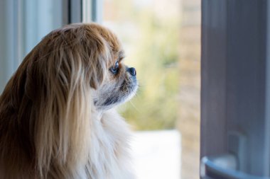 Şirin ve güzel altın pekin köpeği. 
