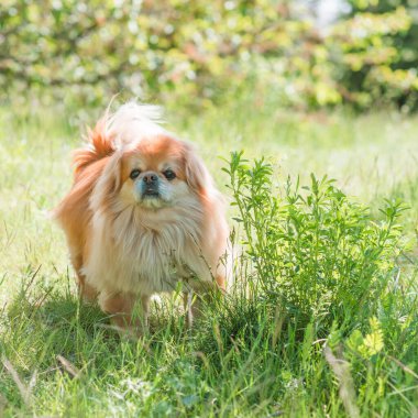 Parktaki sevimli ve güzel altın renkli Pekin köpeği. 