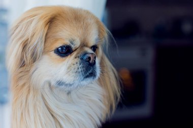 Şirin ve güzel altın pekin köpeği. 