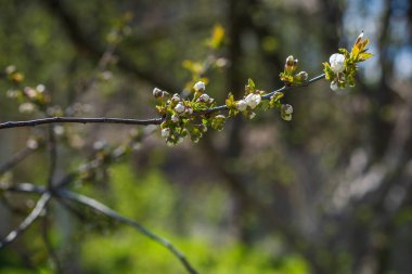 Bahar elması çiçeği yakın plan görüntüsü