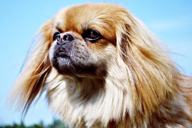 Şirin ve güzel altın pekin köpeği. 