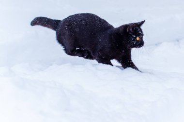 Kara kedi yürüyüşü, avcı kedi, evcil hayvan yaşam tarzı