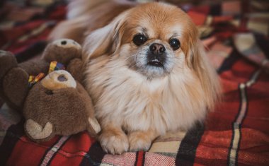 Evdeki tatlı altın pekin köpeği.
