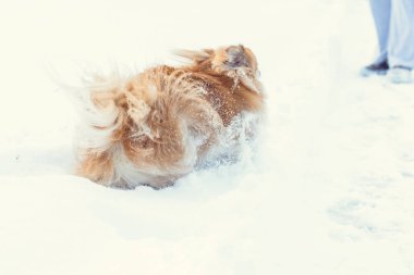 Tatlı Pekin köpeği dışarıda.