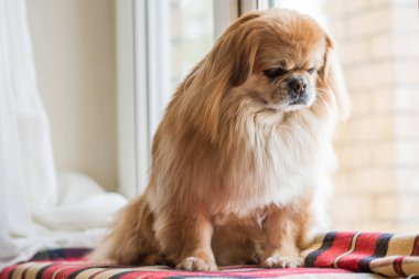 Evdeki tatlı altın pekin köpeği.