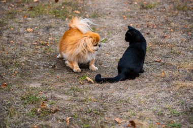 Altın Pekin köpeği Kara kediyle oynuyor