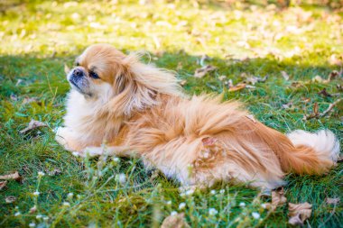 Şirin ve güzel altın pekin köpeği. 