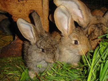 Köy çiftliğindeki tavşanlar