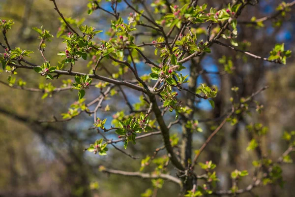 Wiosna Jabłoń Kwiat Bliska Widok — Zdjęcie stockowe
