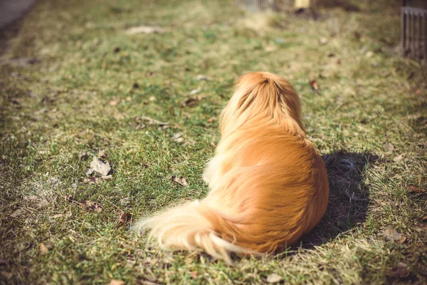 Tatlı Pekin Köpeği Dışarıda — Stok fotoğraf