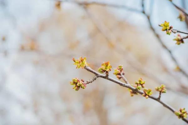 Early Spring Sweet Cherry Tree Garden Gardening Concept — Stock Photo, Image