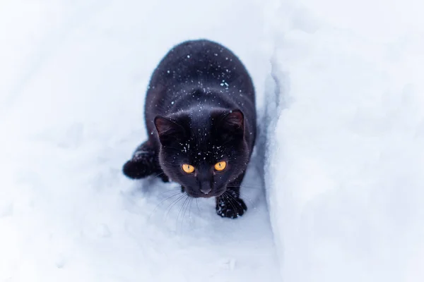 Niedliche Schwarze Katze Spielt Freien — Stockfoto