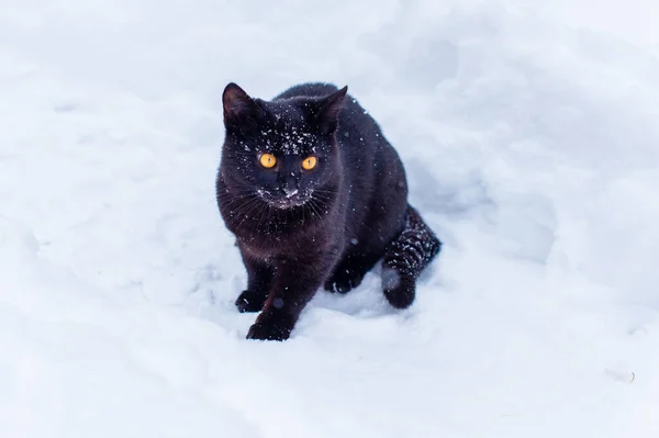 Carino Gatto Nero Giocare All Aperto — Foto Stock