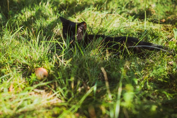 Gatto Nero Che Cammina All Aperto — Foto Stock