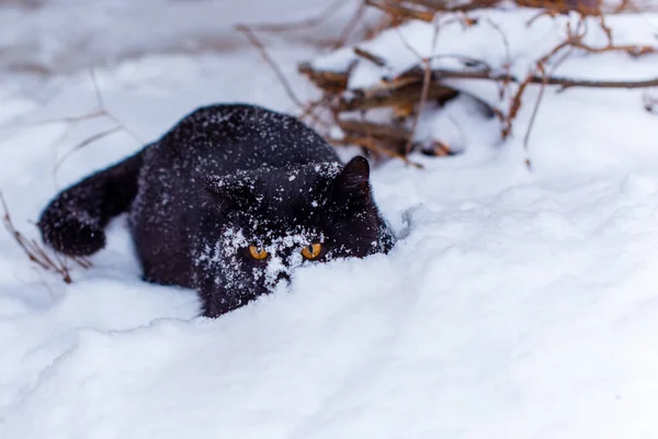 Schwarze Katze Spaziergang Jäger Katze Haustier Lebensstil — Stockfoto