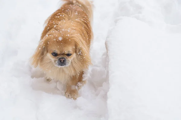 Schattige Pekingese Hond Buiten — Stockfoto