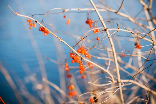 罗文树枝红莓 — 图库照片