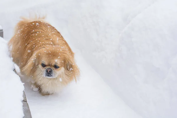 Adorable Pekingese dog outdoors