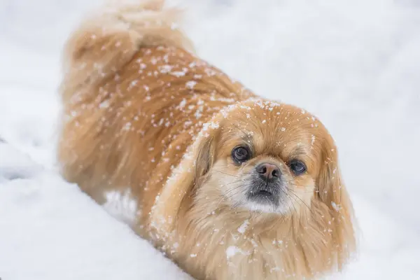 Schattige Pekingese Hond Buiten — Stockfoto