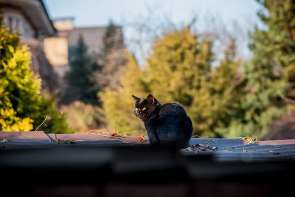 Black Cat Walking Outdoor — Stock Photo, Image