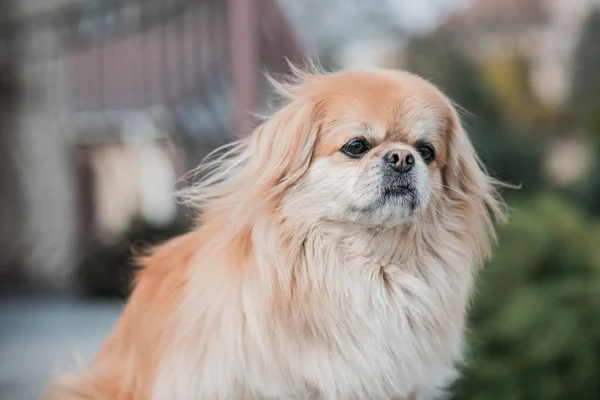 Adorable Perro Pekinés Aire Libre —  Fotos de Stock