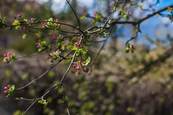 Frühling Apfelbaumblüte Nahaufnahme — Stockfoto