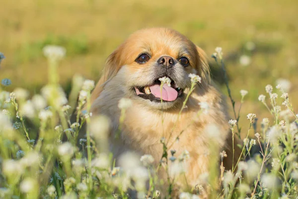 Söt Ung Gyllene Pekingese Hund Begreppet Husdjur — Stockfoto