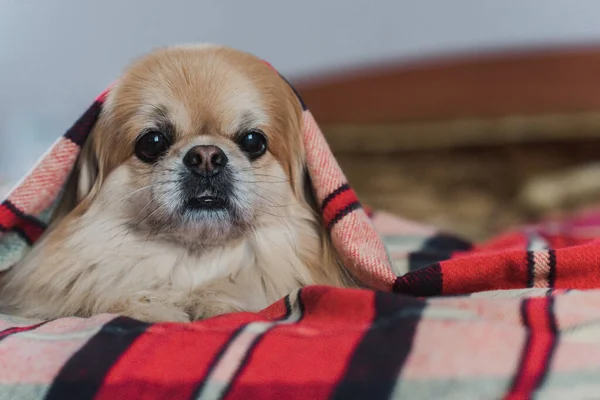 Red pekingese dog lying on bed