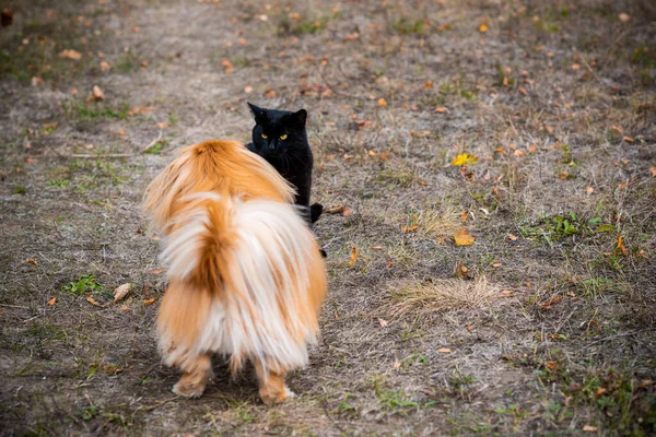 Altın Pekin Köpeği Kara Kediyle Oynuyor — Stok fotoğraf