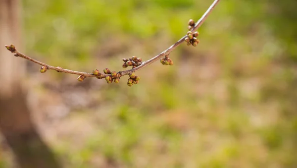 Spring Tree Branches Close View — Stock Photo, Image