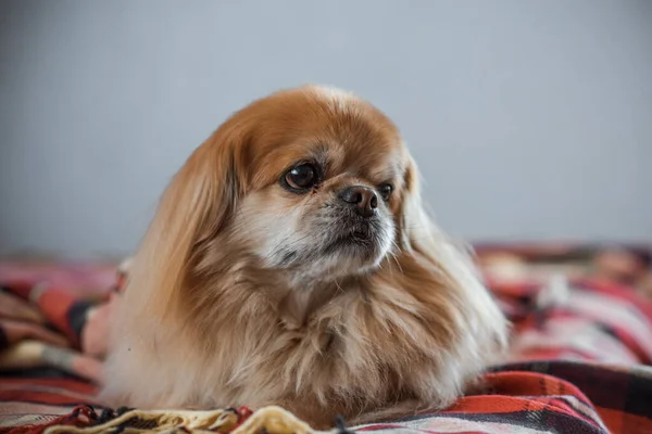 Netter Junger Goldener Pekinese Hund Hause — Stockfoto