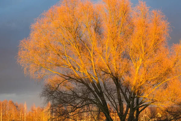 Τέλη Φθινοπώρου Πολύχρωμο Δέντρο — Φωτογραφία Αρχείου