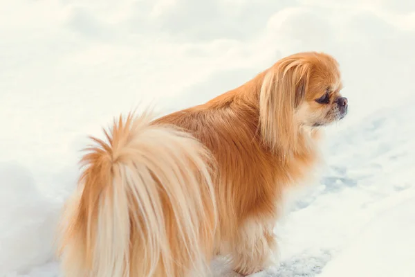 Bedårande Pekingese Hund Utomhus — Stockfoto