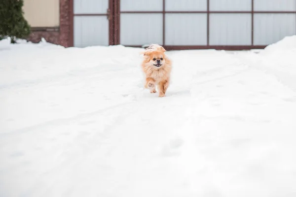 Tatlı Pekin Köpeği Dışarıda — Stok fotoğraf