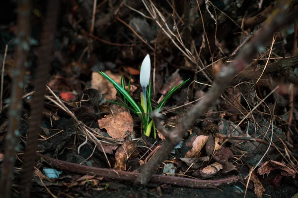 Snowdrop making its way out of earth and dirt, the concept of the will to live