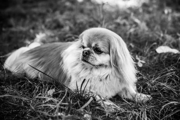 Adorable Perro Pekinés Aire Libre —  Fotos de Stock