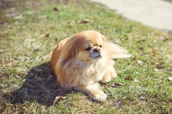 Cão Pekingese Adorável Livre — Fotografia de Stock