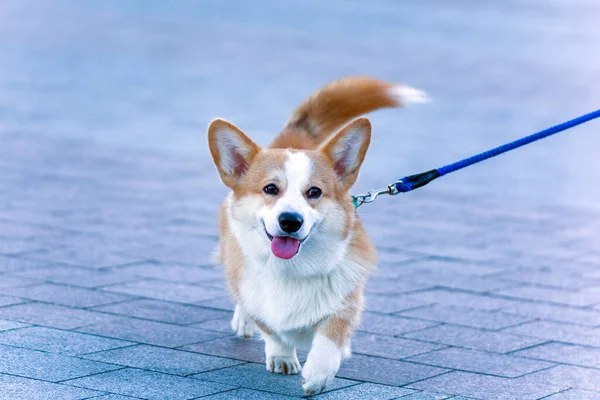 A small red dog of Corgi breed for a walk on a leash in the city. The life of dogs in cities.