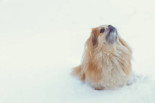 Tatlı Pekin Köpeği Dışarıda — Stok fotoğraf