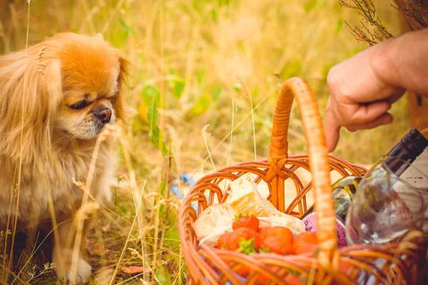 Söt Och Fin Gyllene Pekingese Hund — Stockfoto